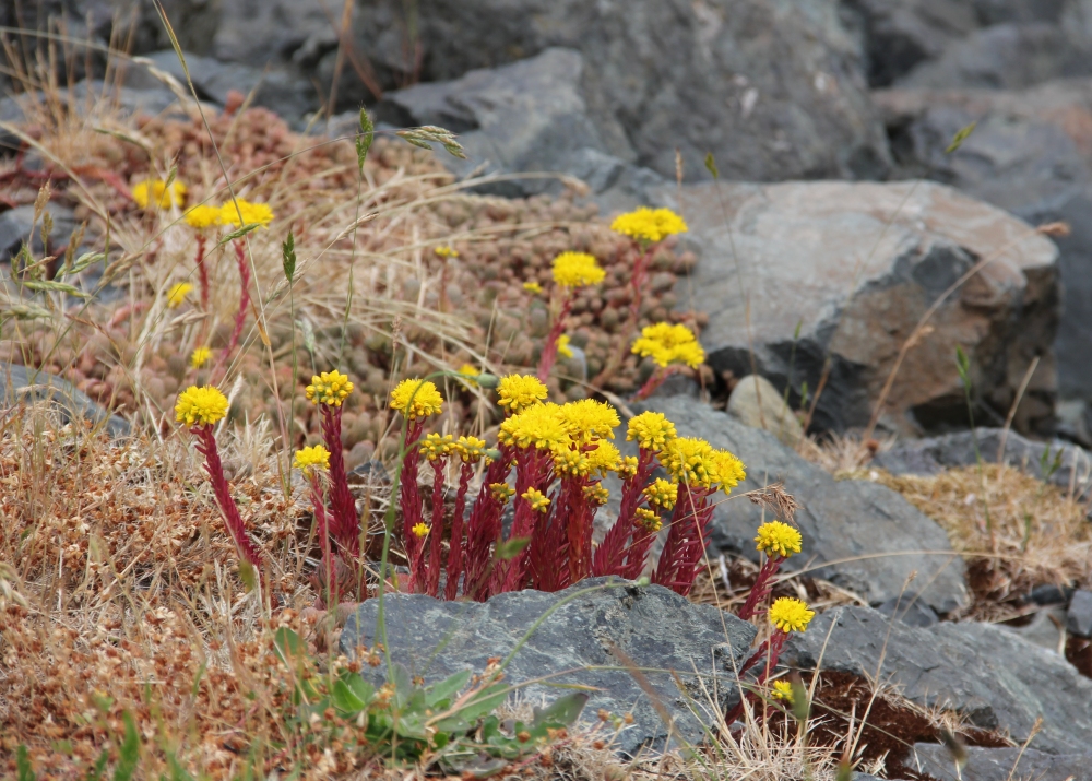 Stonecrop iin Bloom